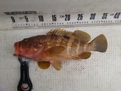 キジハタの釣果