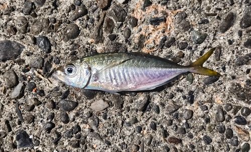 マアジの釣果