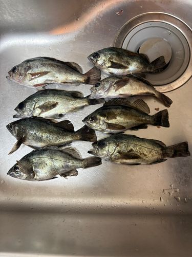 メバルの釣果
