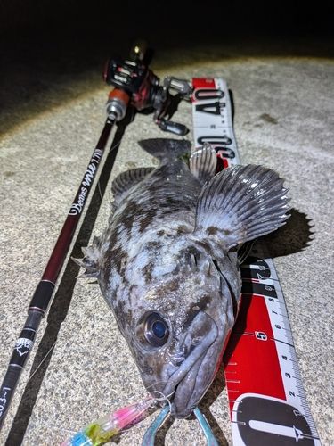 クロソイの釣果