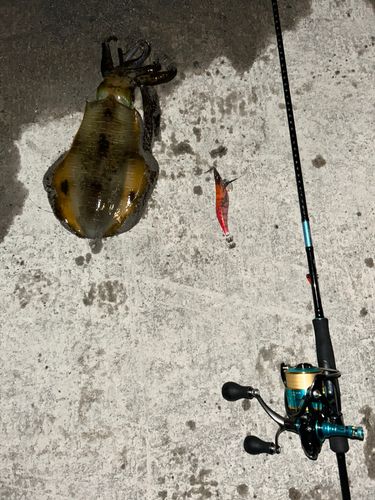アオリイカの釣果