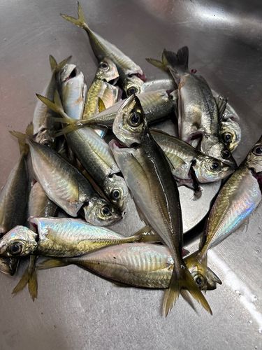 大黒海づり施設