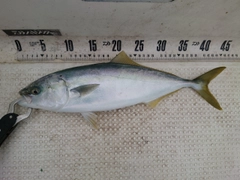 フクラギの釣果