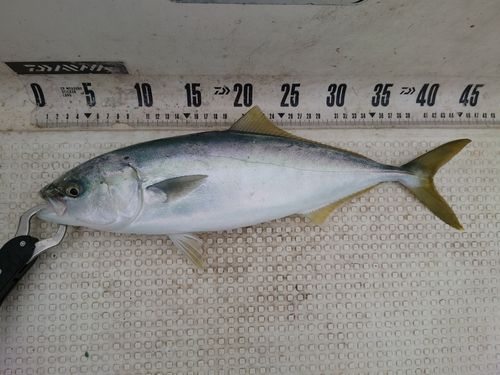 フクラギの釣果