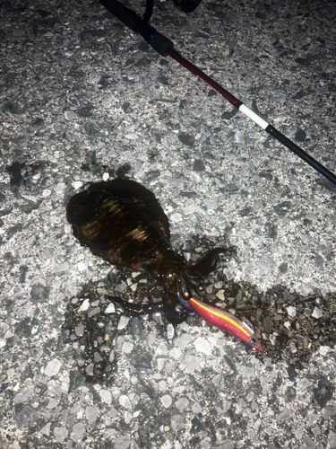 ミズイカの釣果