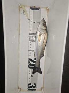 セイゴ（マルスズキ）の釣果