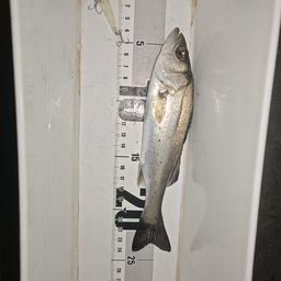 セイゴ（マルスズキ）