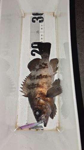 メバルの釣果