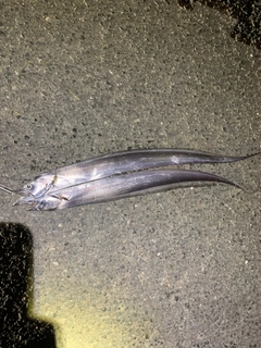 タチウオの釣果