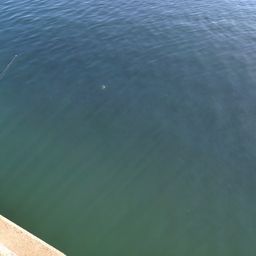 カタボシイワシ