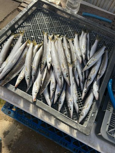 アカカマスの釣果