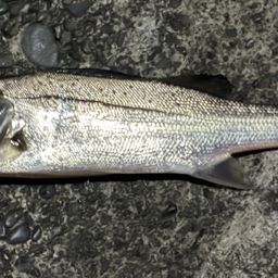 セイゴ（マルスズキ）