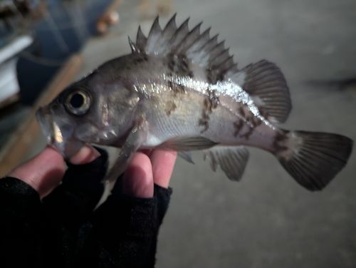 メバルの釣果