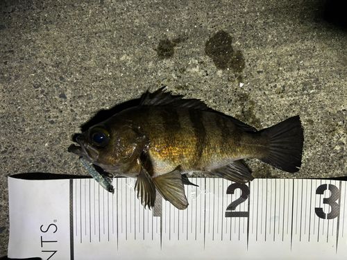 メバルの釣果