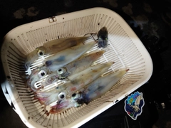 イカの釣果
