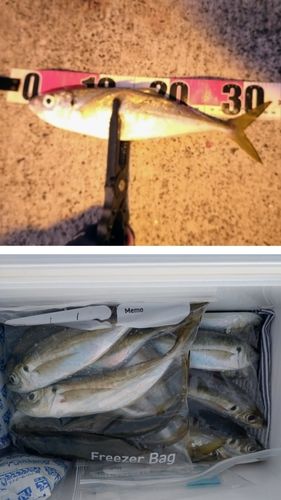 アジの釣果