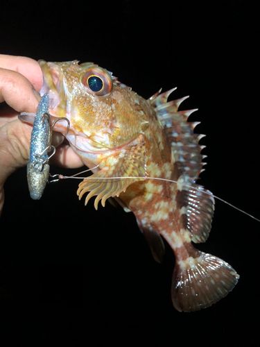 カサゴの釣果
