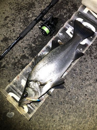 ヒラスズキの釣果