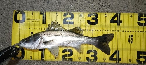 シーバスの釣果