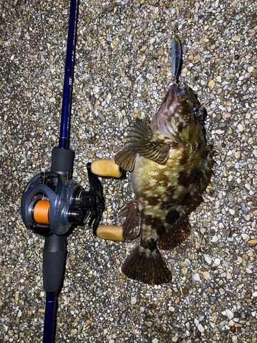 アラカブの釣果