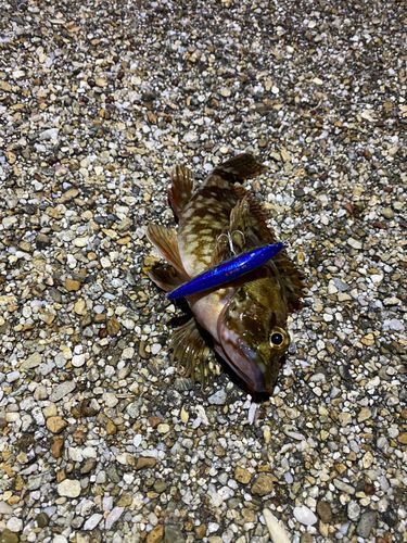 アラカブの釣果