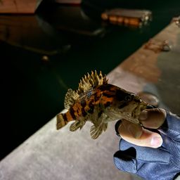 タケノコメバル