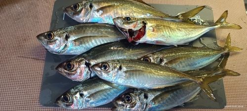 アジの釣果