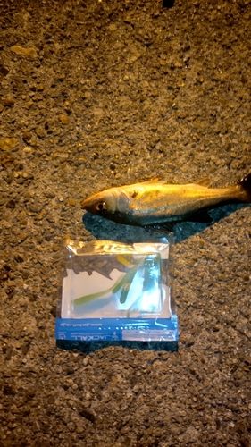 セイゴ（マルスズキ）の釣果