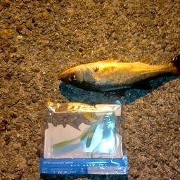 セイゴ（マルスズキ）