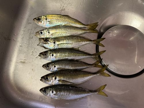 アジの釣果