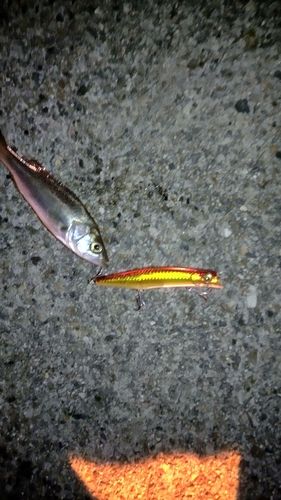 セイゴ（マルスズキ）の釣果