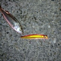 セイゴ（マルスズキ）