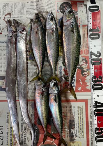 タチウオの釣果