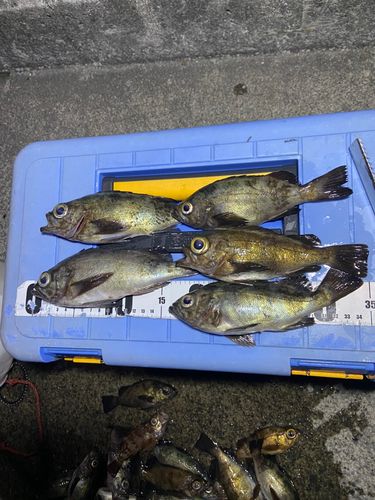 メバルの釣果