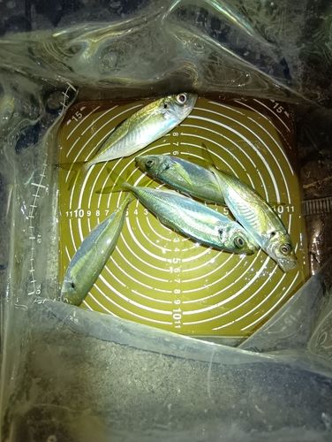 アジの釣果