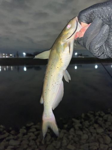 アメリカナマズの釣果