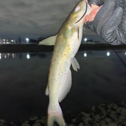 アメリカナマズ