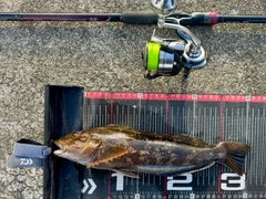 アイナメの釣果