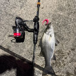 セイゴ（ヒラスズキ）