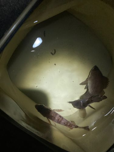 シロメバルの釣果