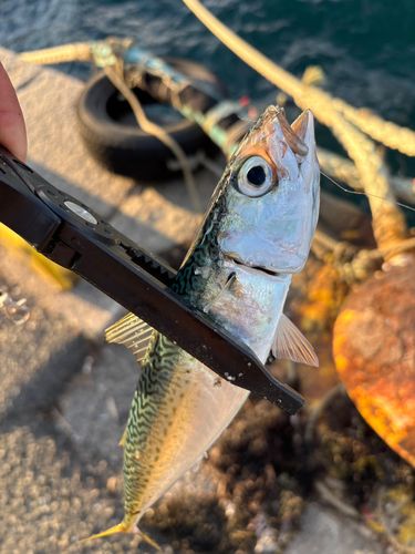 サバの釣果