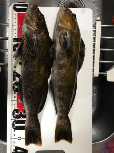 アイナメの釣果