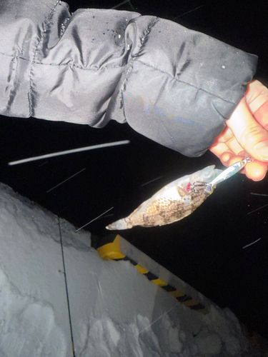 クロソイの釣果