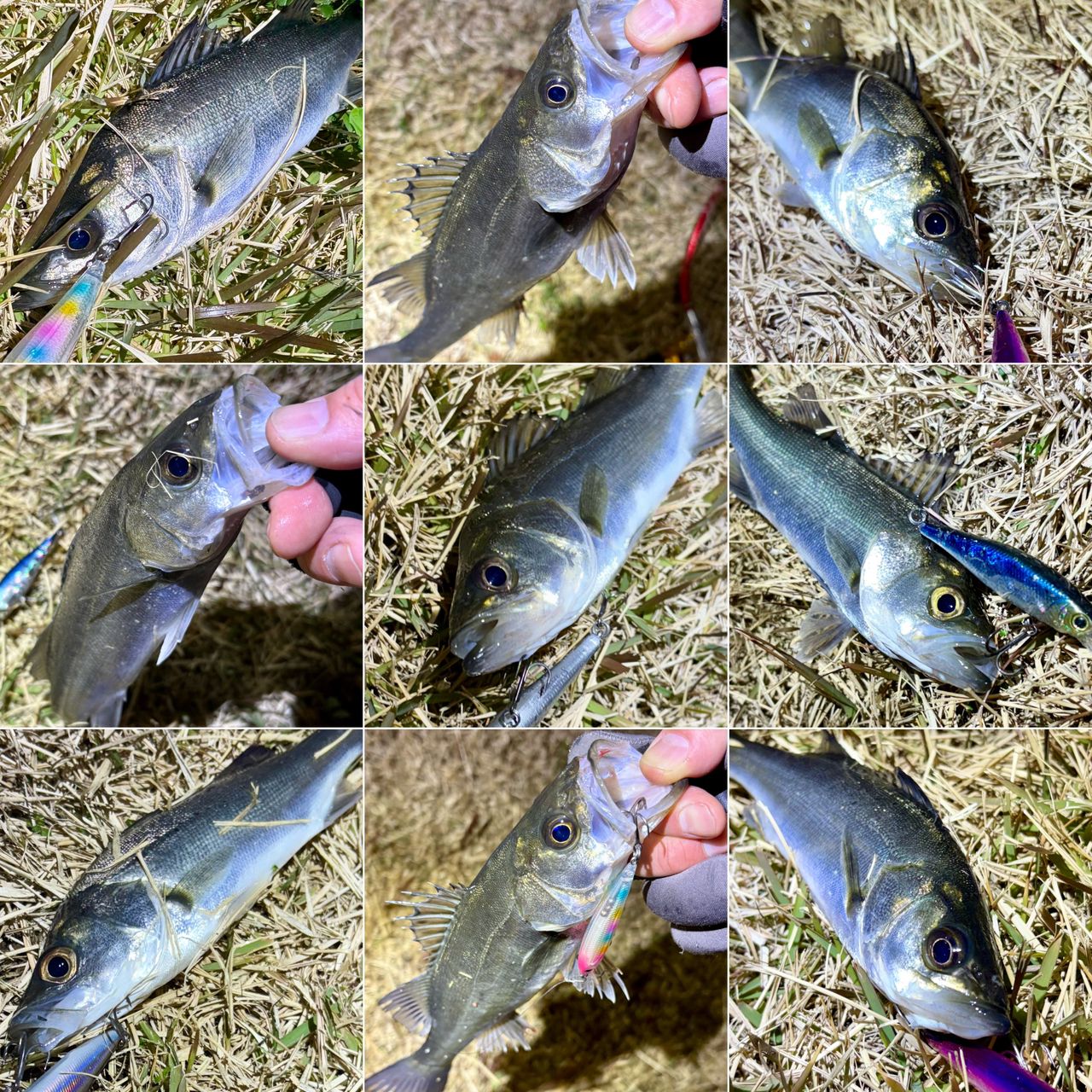 セイゴ（マルスズキ）