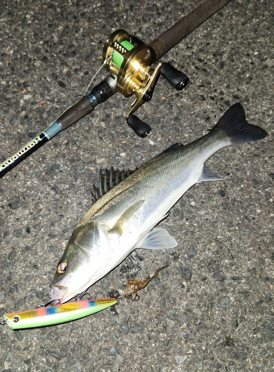 TULALA ハーモニクス コローナ 89MSC-HXの最安値・インプレ・釣果