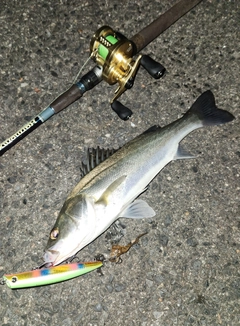 シーバスの釣果