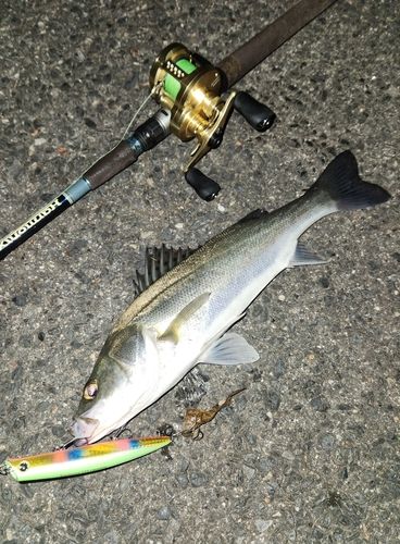 シーバスの釣果