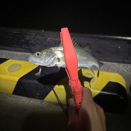 セイゴ（マルスズキ）