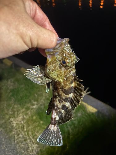 タケノコメバルの釣果