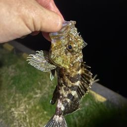 タケノコメバル